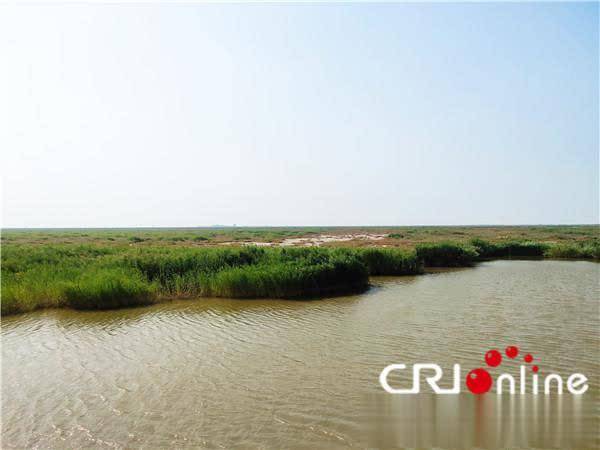 锦州恢复湿地生态 茂盛水草引珍稀鸟类栖息